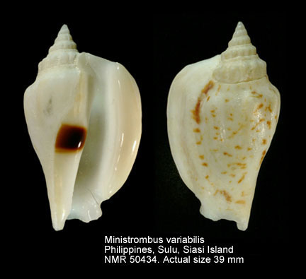 Ministrombus variabilis (2).jpg - Ministrombus variabilis (Swainson,1820)